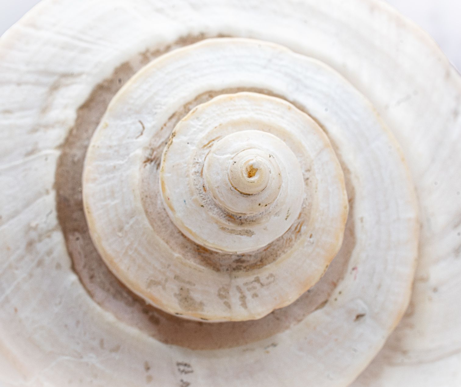 A spiral shell resting on sand
